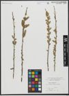 Foto von Salix viminalis L.
